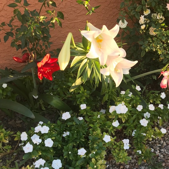 Meet your Posher, Martha - Picture 1 of 1